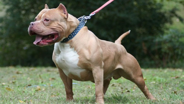 Pitbull: Μύθοι και αλήθειες