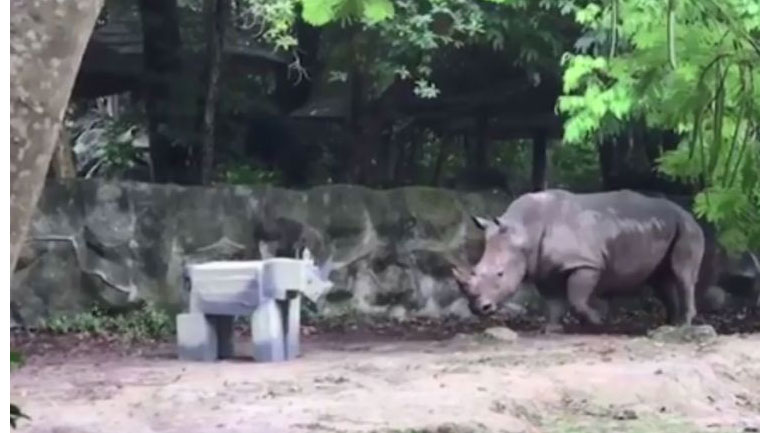 Ρινόκερος τρομάζει αντικρίζοντας το χαρτονένιο αντίγραφό του