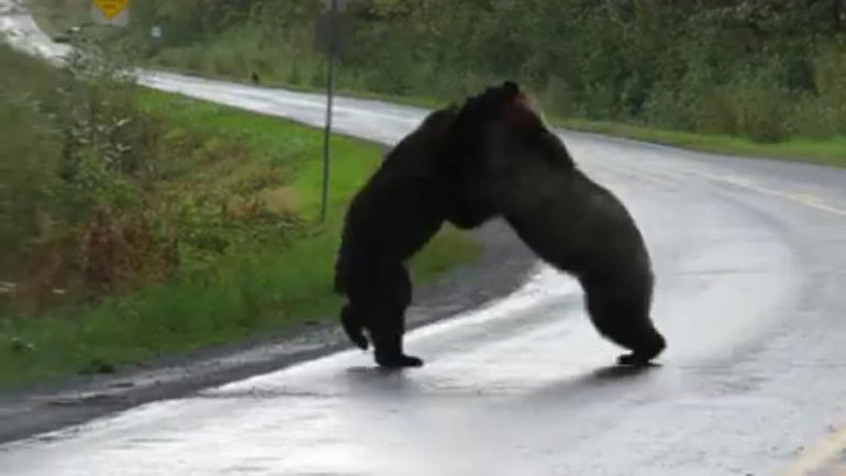 Καναδάς: Άγριος καβγάς μεταξύ δύο αρκούδων grizzly