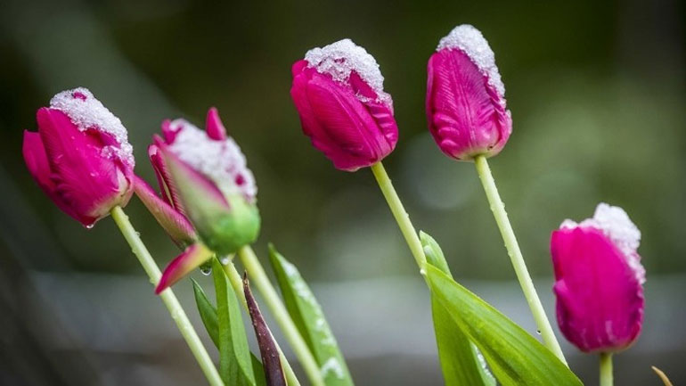 Μια πόλη μετέτρεψε τα πλαστικά απορρίμματα σε τουλίπες