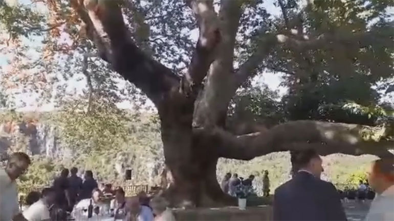 Ιωάννινα: Μνημείο της φύσης, ο πλάτανος στη Βίτσα Ζαγορίου