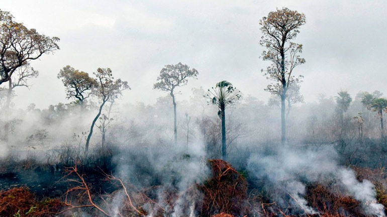 Βολιβία: Περισσότερα από 2,3 εκατ. άγρια ζώα πέθαναν στις πυρκαγιές