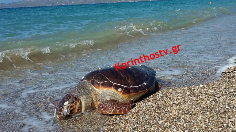 Δύο νεκρές χελώνες καρέτα – καρέτα στην Κόρινθο