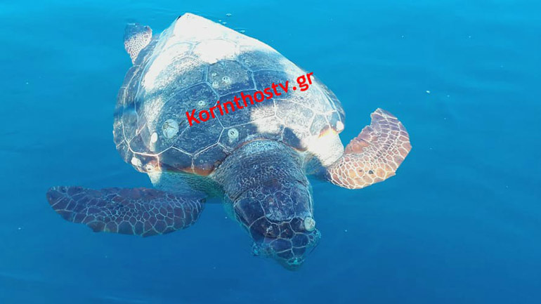 Νεκρή θαλάσσια χελώνα επιπλέει έξω από το λιμάνι της Κορίνθου