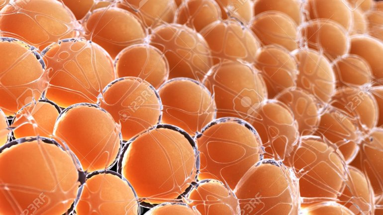 Μελέτη ρίχνει φως στον τρόπο που σχηματίζεται το λίπος