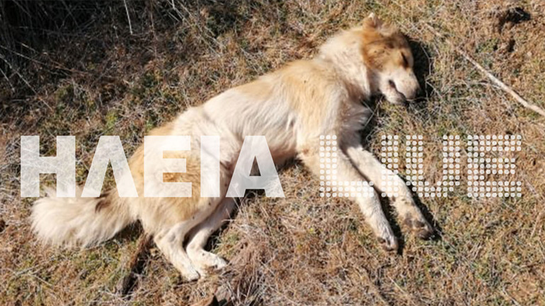 Επιτάλιο: Θανάτωσαν πέντε σκυλιά με φόλες