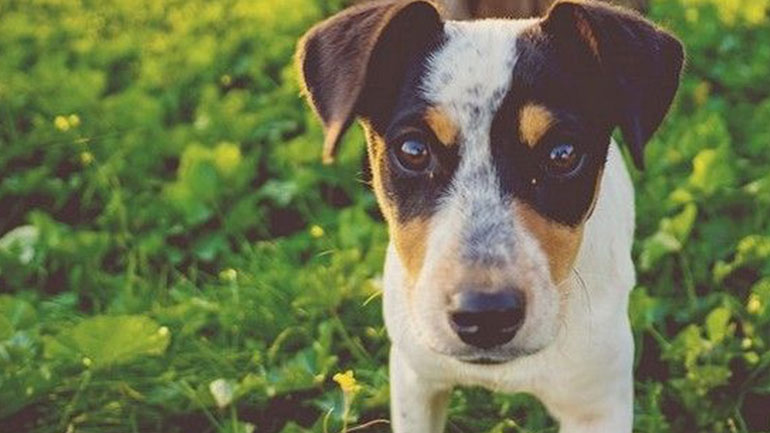 Έρευνα: Κι όμως ο σκύλος σας μπορεί να «πει» ψέματα