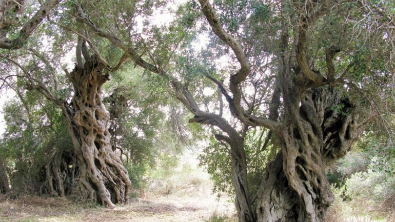 Περισσότερα από το 40% των ειδών δένδρων που βρίσκονται στην Ευρώπη απειλούνται με εξαφάνιση Περισσότερα από το 40% των ειδών δένδρων που βρίσκονται στην Ευρώπη απειλούνται με εξαφάνιση