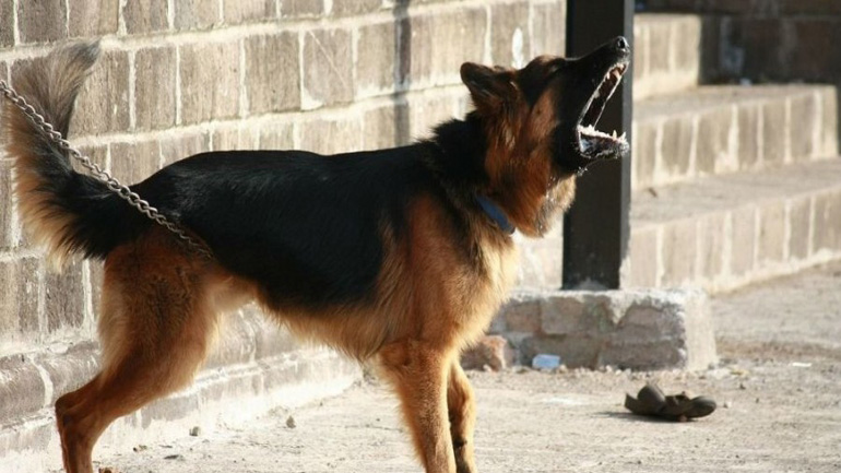 Κρήτη: 7χρονο παιδί στο χειρουργείο από δάγκωμα σκύλου