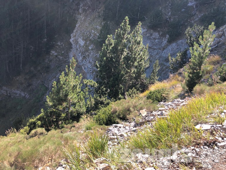 Το δέντρο που του έσωσε τη ζωή