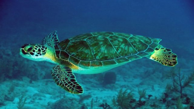 Σαλαμίνα: Νεκρή θαλάσσια χελώνα