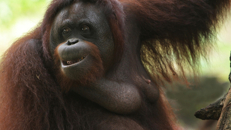 Ουρακοτάγκος κέρδισε νομικά το ανθρώπινο δικαίωμα της ελευθερίας