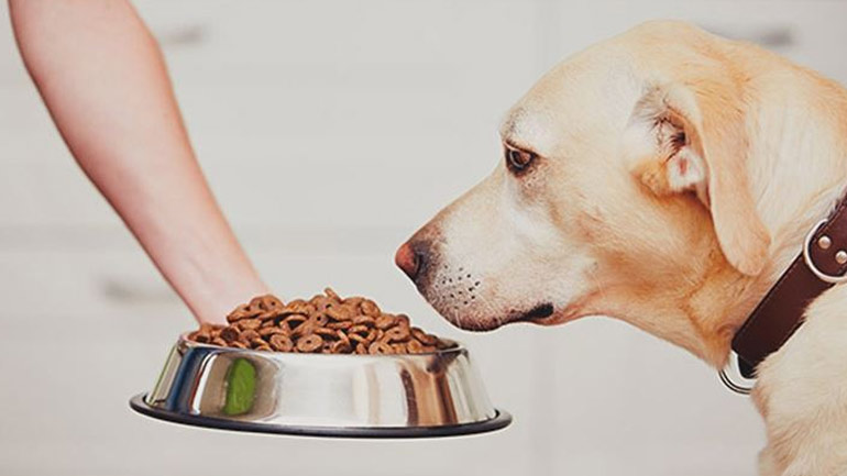 Γιατί ο σκύλος σας δεν τρώει;