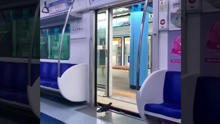 Όταν έχεις κουραστεί να πετάς