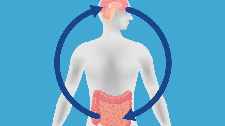 Ορμόνη του εντέρου και καστανό λίπος αλληλεπιδρούν δίνοντας στον εγκέφαλο το μήνυμα του κορεσμού της πείνας