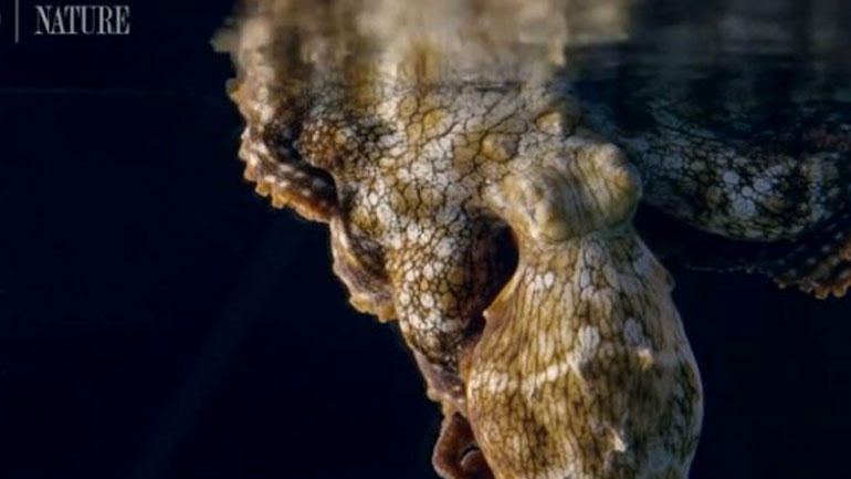 Εντυπωσιακό βίντεο δείχνει χταπόδι που αλλάζει χρώματα και… ονειρεύεται