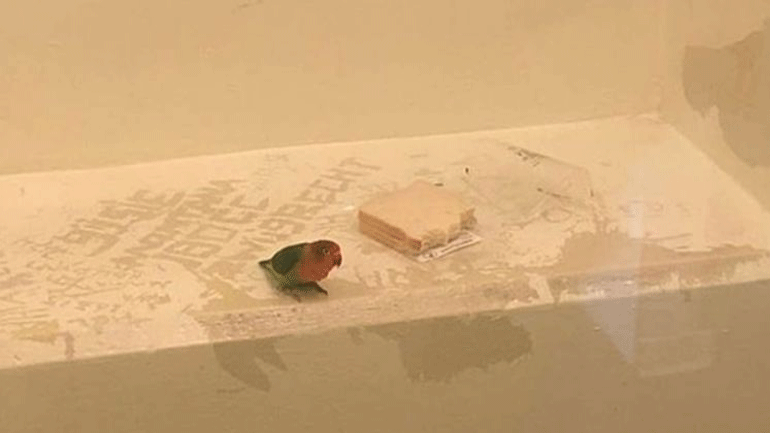 Ολλανδία: Στη φυλακή παπαγάλος για «συνέργεια» σε κλοπή