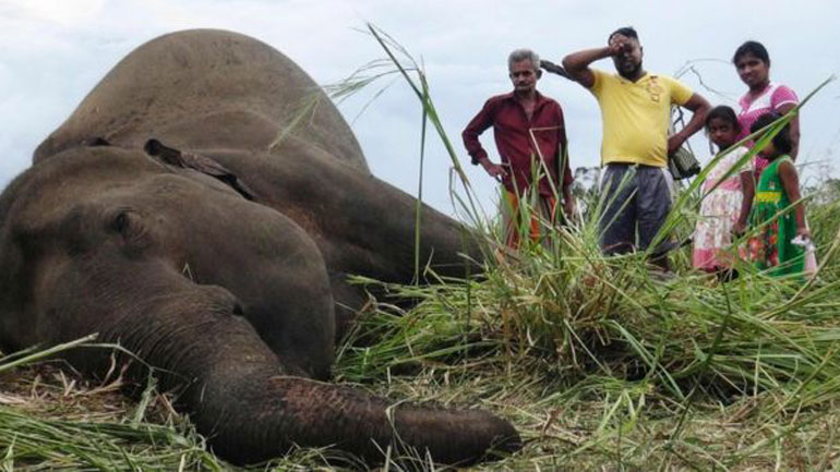 Επτά ελέφαντες νεκροί από δηλητήριο στη Σρι Λάνκα