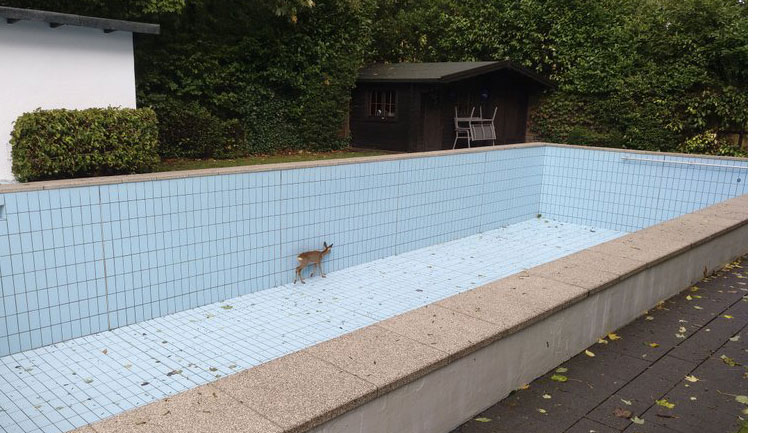 Γερμανία: Ελάφι απεγκλωβίστηκε από πισίνα με τη βοήθεια κυνηγού