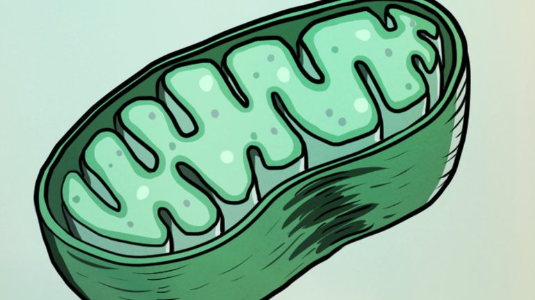 Το άγχος σχετίζεται με αλλαγές στα  μιτοχόνδρια;