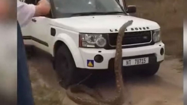 Ν. Αφρική: Πύθωνας πέντε μέτρων κυνηγά τουρίστες