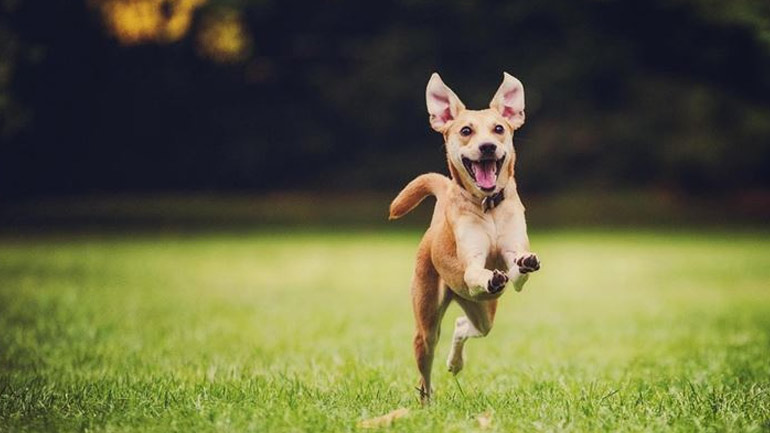 Τα 7 tips που χρειάζεσαι για τη στοματική υγιεινή του κατοικιδίου σου