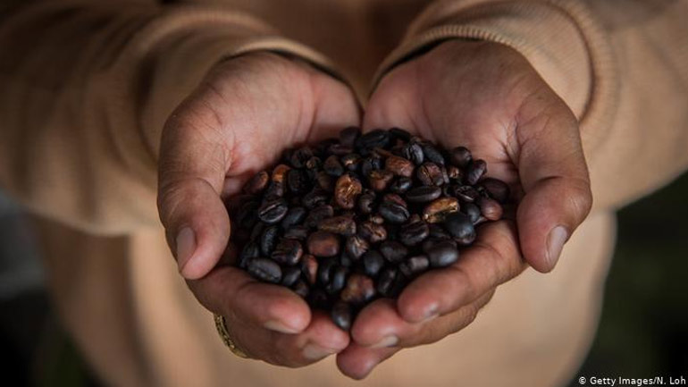 DW: Ο φτηνός καφές σε βάρος του παραγωγού