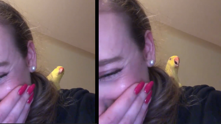 Ο παπαγάλος που τραγουδάει