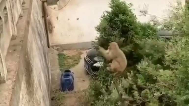 Πίθηκος χρησιμοποιεί ένα δέντρο για να πηδήξει πιο μακριά