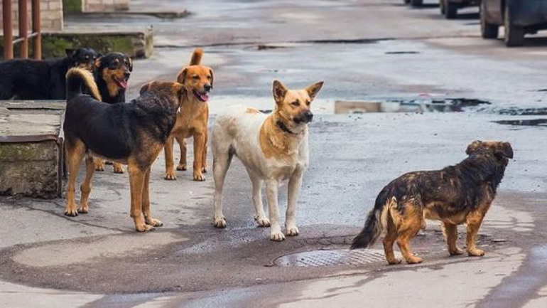 Λαμία: Αδέσποτα επιτέθηκαν και τραυμάτισαν μια γυναίκα