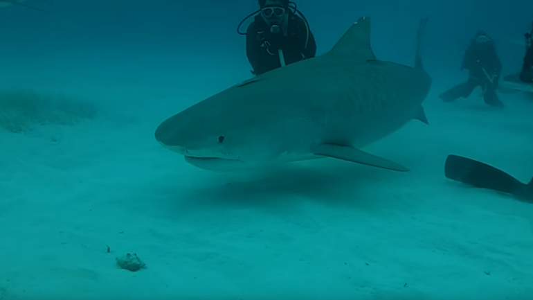 Κατάδυση ανάμεσα σε καρχαρίες
