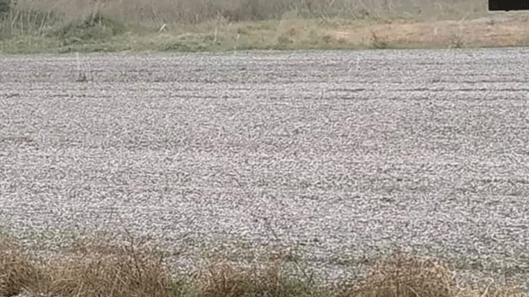 Σέρρες: Μεγάλες ζημιές σε ορυζοκαλλιέργειες από το χαλάζι
