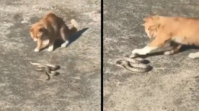 Γάτα vs φίδι