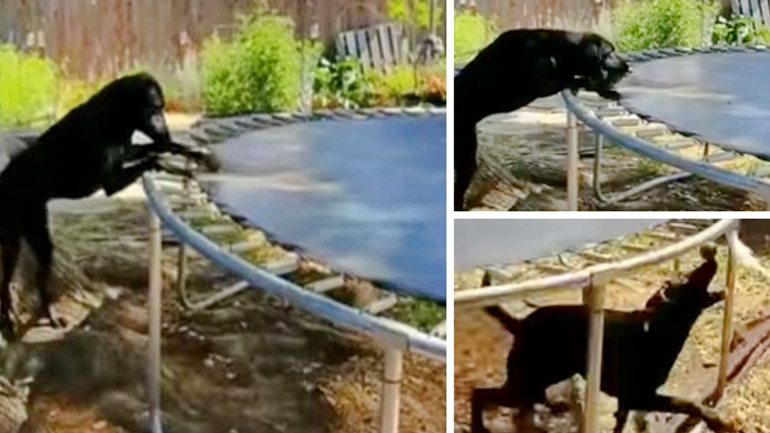 Σκύλος εφηύρε το δικό του παιχνίδι