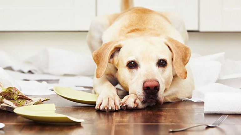 Stress αποχωρισμού σκύλου και γάτας: Πώς να το διαχειριστείτε