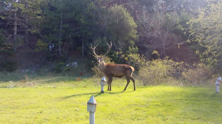 Κατερίνη: Μήνυση κατά αγνώστων από τον Δήμο για τον θανάσιμο τραυματισμό τεσσάρων ελαφιών