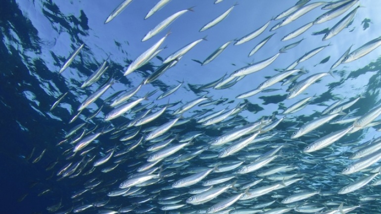 Δράσεις για τη σωτηρία των Ελληνικών θαλασσών από την υπεραλίευση