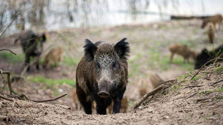 Ατύχημα με κυνηγό στη Φλώρινα: Τον πέρασαν για αγριογούρουνο και τον πυροβόλησαν Ατύχημα με κυνηγό στη Φλώρινα: Τον πέρασαν για αγριογούρουνο και τον πυροβόλησαν