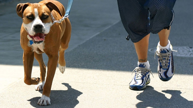 Μάθετε πόσα καταλαβαίνει ο σκύλος σας από εσάς
