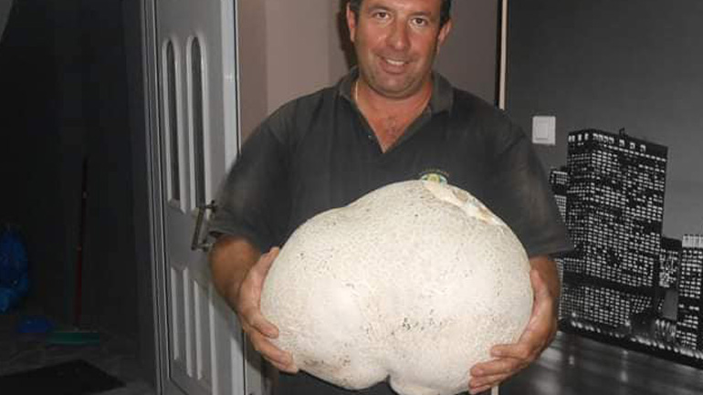 Μανιτάρι 11 κιλών βρέθηκε στα Γρεβενά