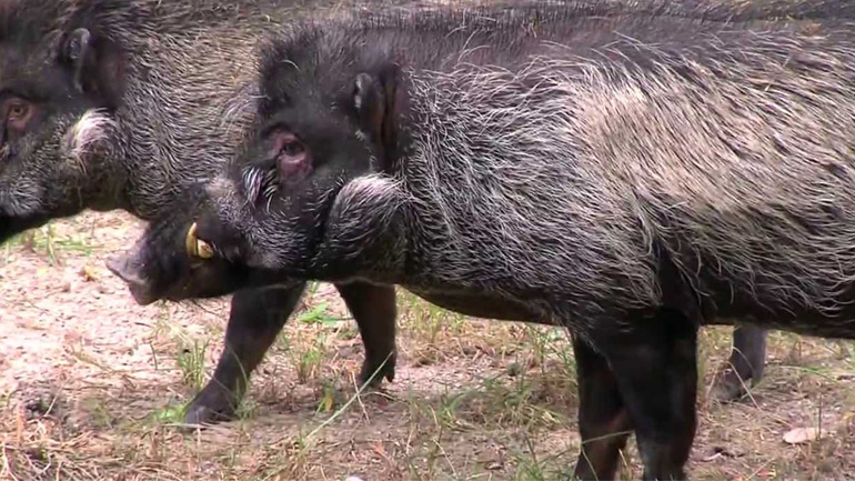Γουρούνια καταγράφηκαν για πρώτη φορά να χρησιμοποιούν εργαλεία