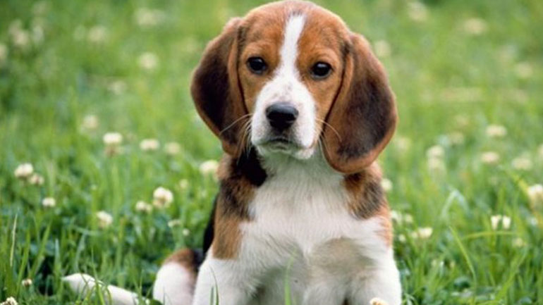 Χωρισμός: Έξι συμβουλές επιβίωσης για τον σκύλο σας