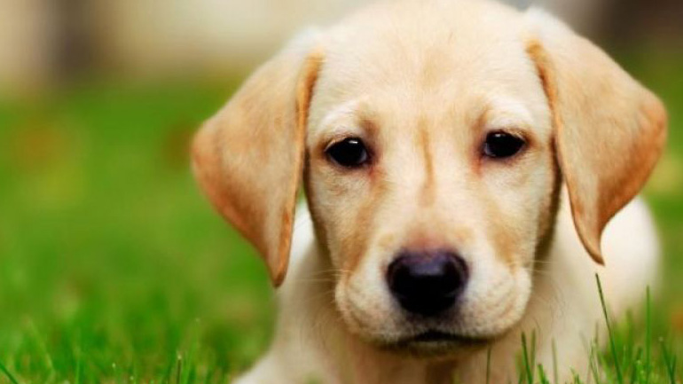 Θεσσαλονίκη: Πρόστιμο σε ιδιοκτήτη κατοικιδίου