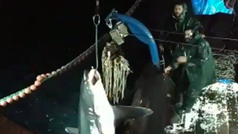 Ψάρεψαν καρχαρία 200 κιλών στην Καβάλα