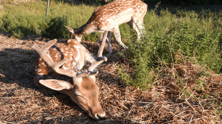 Κατερίνη: Επίθεση από αδέσποτα σκυλιά δέχθηκαν τα ελάφια που βρέθηκαν νεκρά στον δημοτικό κήπο