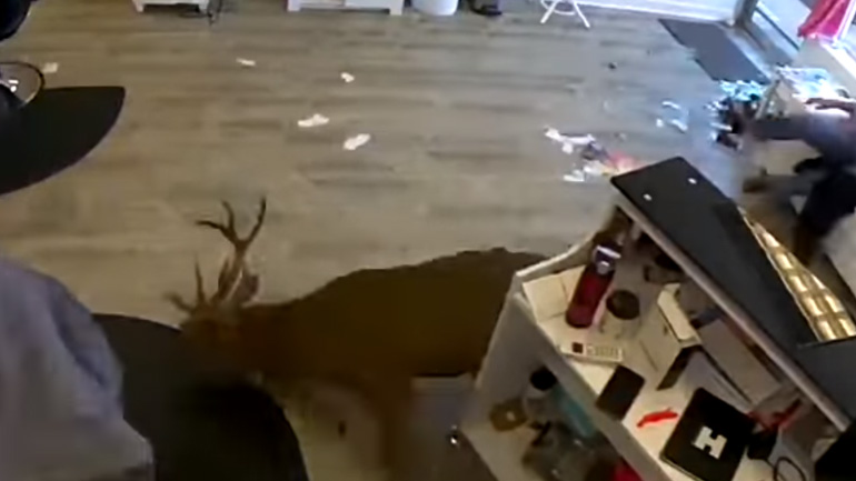 Ελάφι προκάλεσε πανικό σε κομμωτήριο