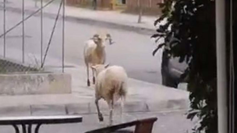 Κριάρια μονομαχούν σε κεντρικό δρόμο του Αγρινίου