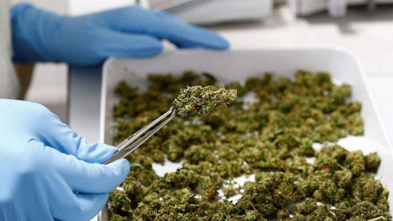 Αγρίνιο: Σύλληψη 48χρονου με μεγάλες ποσότητες κάνναβης