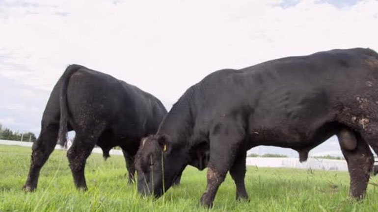 Δημιουργήθηκαν με γενετική τροποποίηση ταύροι χωρίς κέρατα