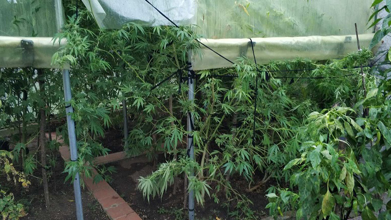 Χαλκιδική: Συνελήφθη 62χρονος που καλλιεργούσε κάνναβη σε θερμοκήπιο